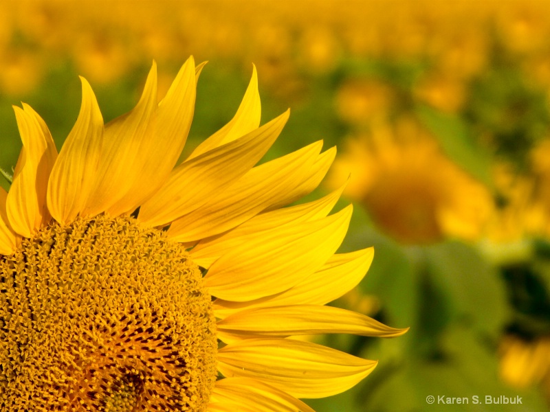 Field of Sunflowers (Navodari, Romania)