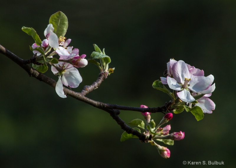 Apple Blossoms (Skyfields Arboretum, Athol, MA)
