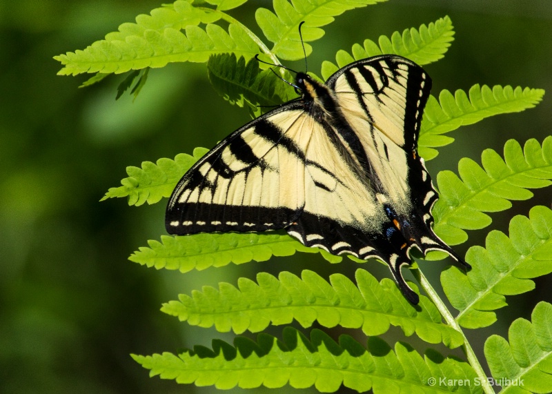 Tiger Swallowtail (Tully Trail, Royalston, MA)