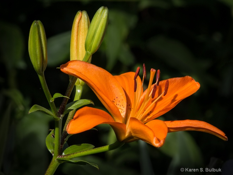Orange Lily-Bridge of Flowers, Shelbourne Falls MA