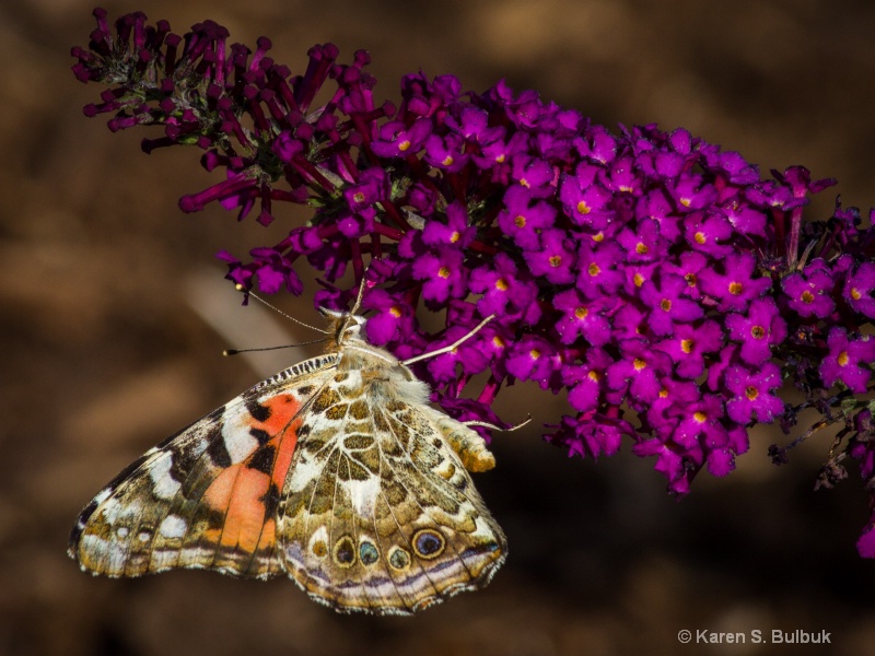 Painted Lady on Butterfly Bush (Athol, MA)
