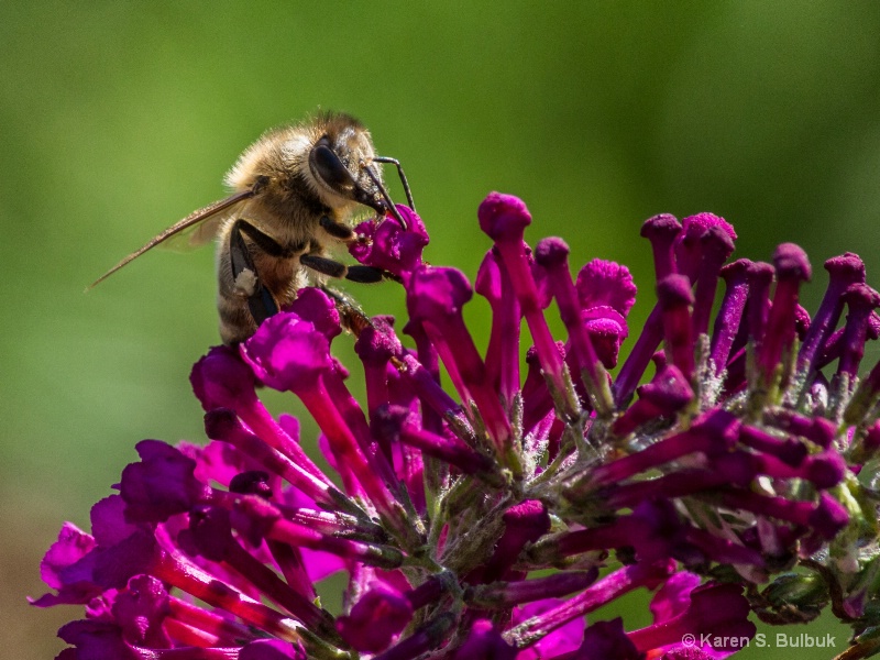 Honeybee gathering nectar (Athol, MA)