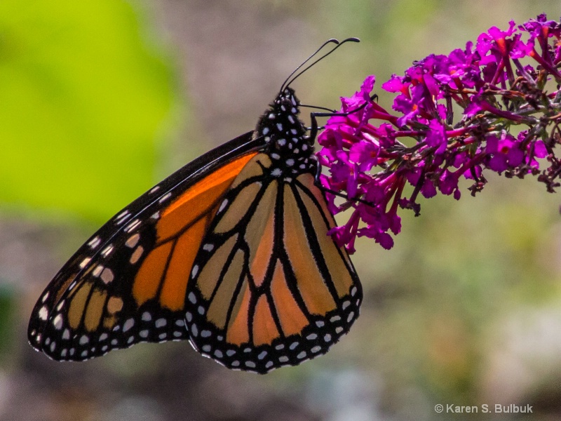 Monarch on Butterfly Bush (Athol, MA)