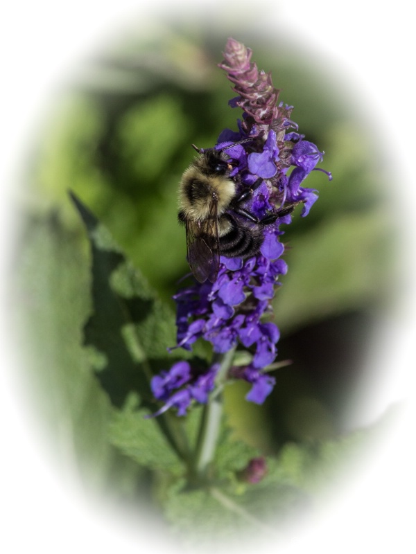 Bumble bee gathering nectar (Athol, MA)
