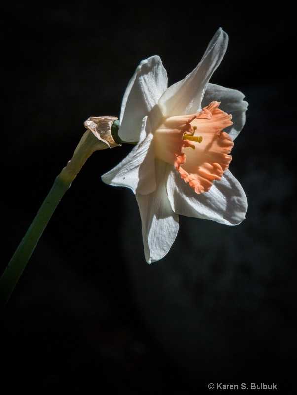 White Daffodil (Athol, MA)