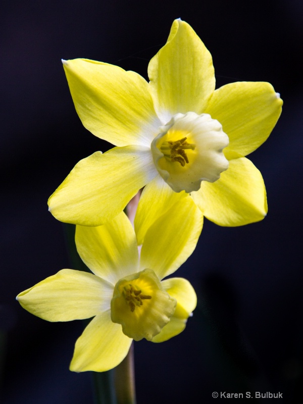 Backlit Daffodils (Athol, MA)