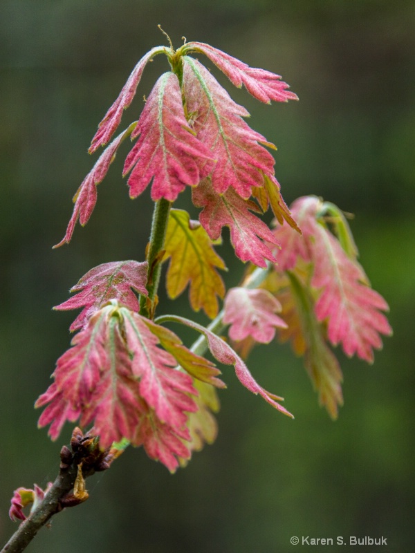 Spring Oak Leaves (Athol, MA)