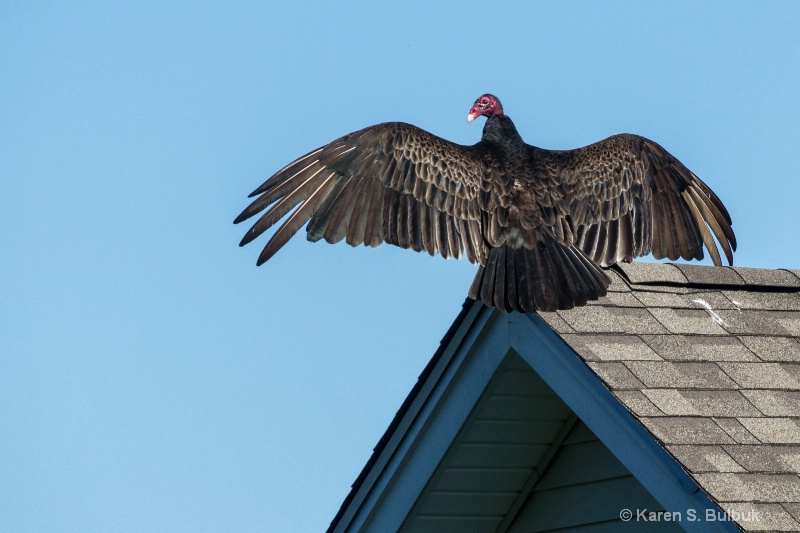 Sunbathing Turkey Vulture (Athol, MA)