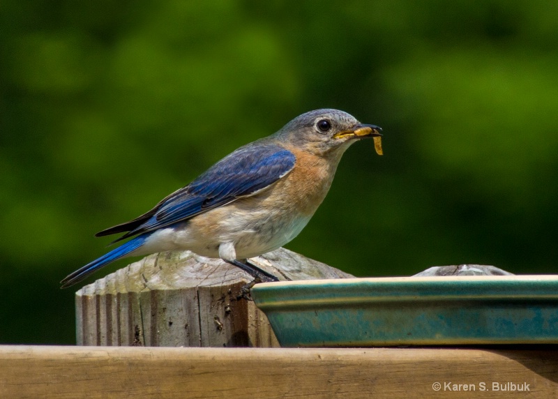 "The Early Bird"  (Eastern Bluebird, Athol