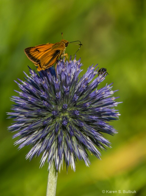 Orange Skipper & Bee on Allium (Athol, MA)