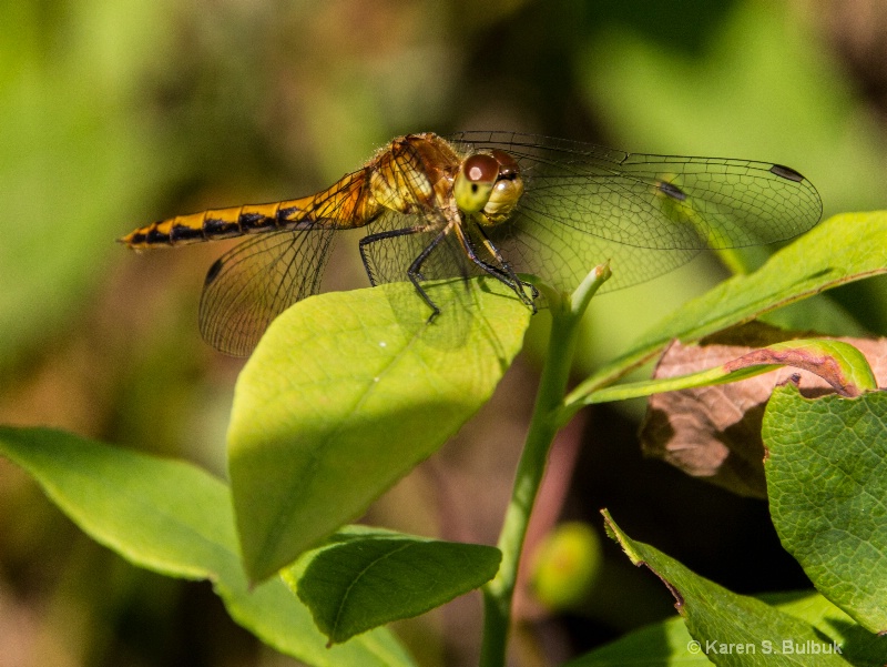 Dragonfly (Athol, MA)