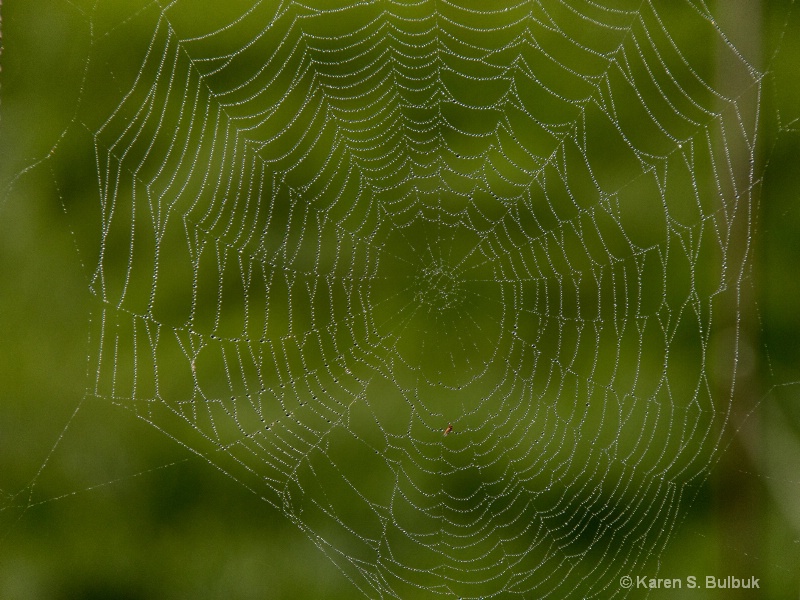 Jeweled Spider Web (Athol, MA)