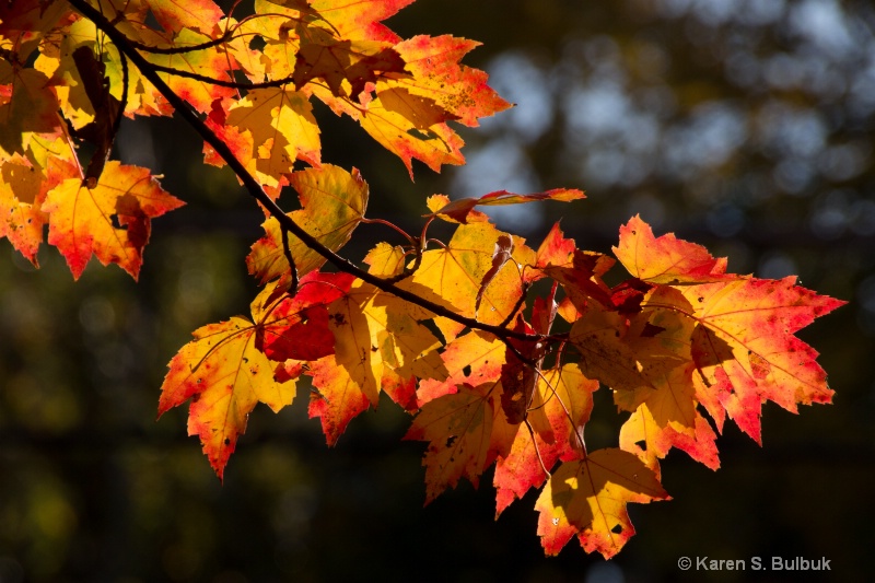 Flaming Maple Leaves (Athol, MA)