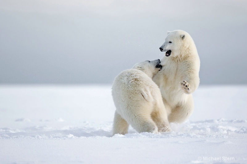 two-polar-bears-ouch-october132013 ei7u1524ka