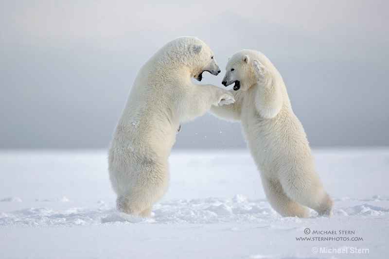 polar-bears-play-fighting-2-email-october132013 ei