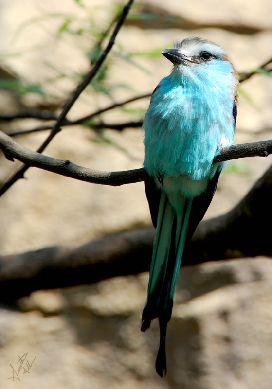 Racket-tailed Roller in the Summer
