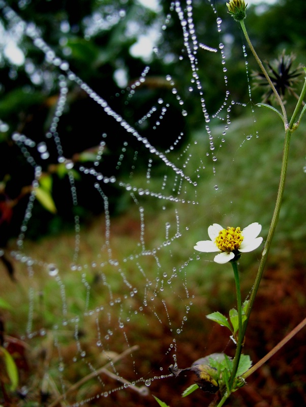 Water Drops on Web