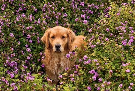 I Love the Flower Girl