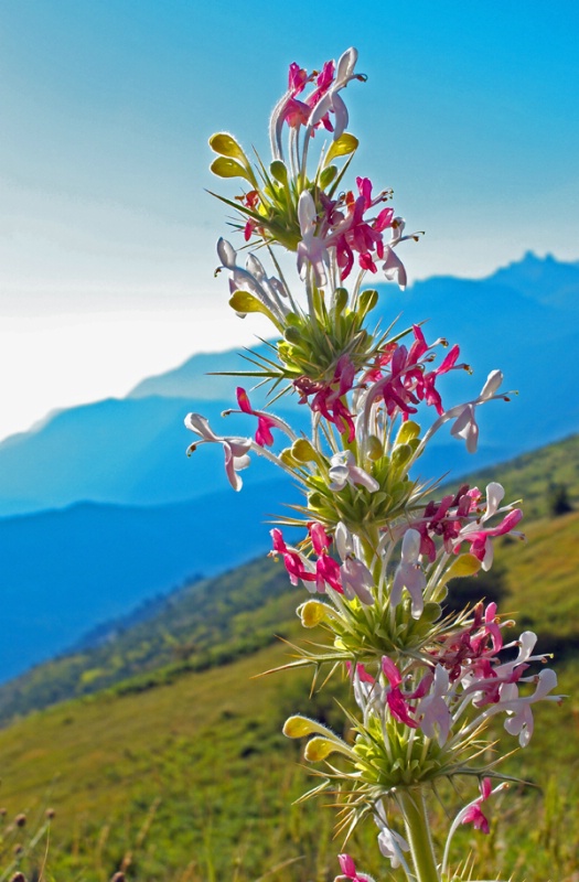 Alpic Flower