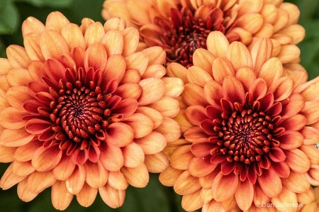 Three Orange Mums