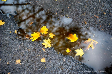 autumn leaves drowning in the rain