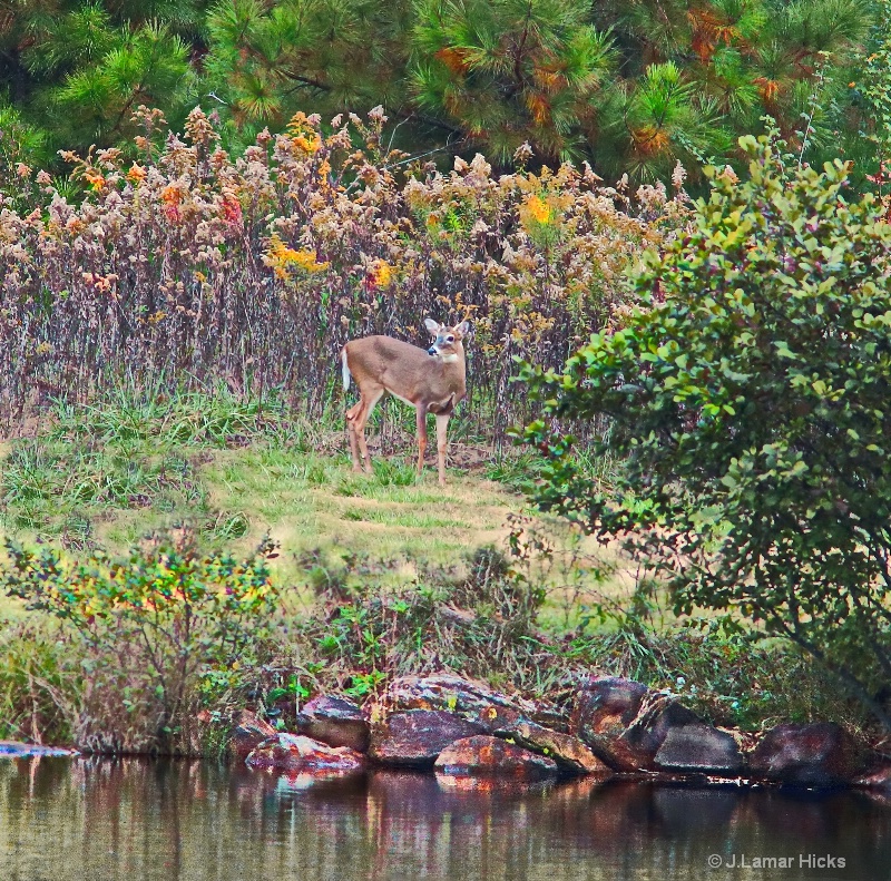 Whitetail Deer Buck-B/ the lake