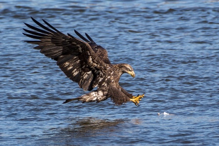 Immature Bald Eagle on the Attack