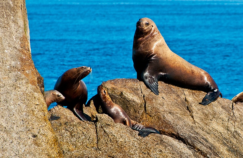 Sea Lion family at Kenai Fjords, AK - ID: 14245023 © William S. Briggs