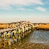 © Beth E. Higgins PhotoID# 14245328: Sandwich Boardwalk