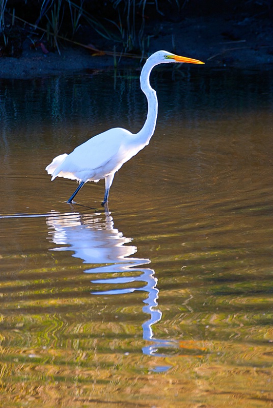 Great Egret, Stony Brook New York