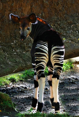 Okapi Baby