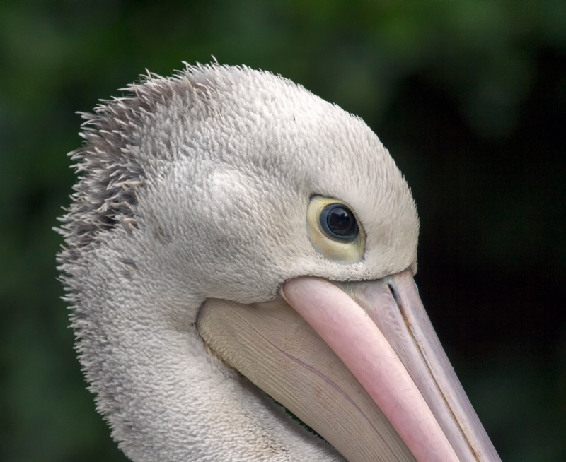 pelican - ID: 14247060 © Birthe Gawinski