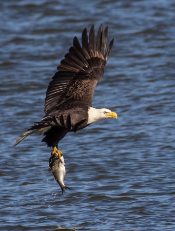 Catch of the Day
