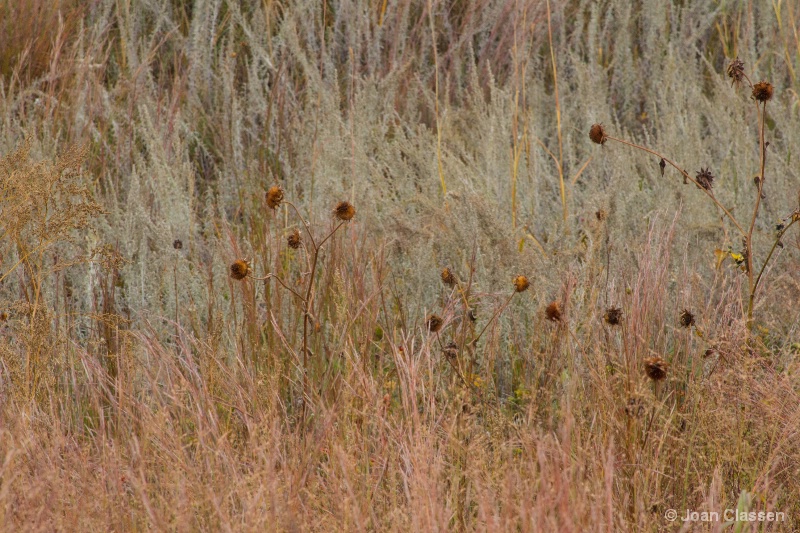 Fall Weeds