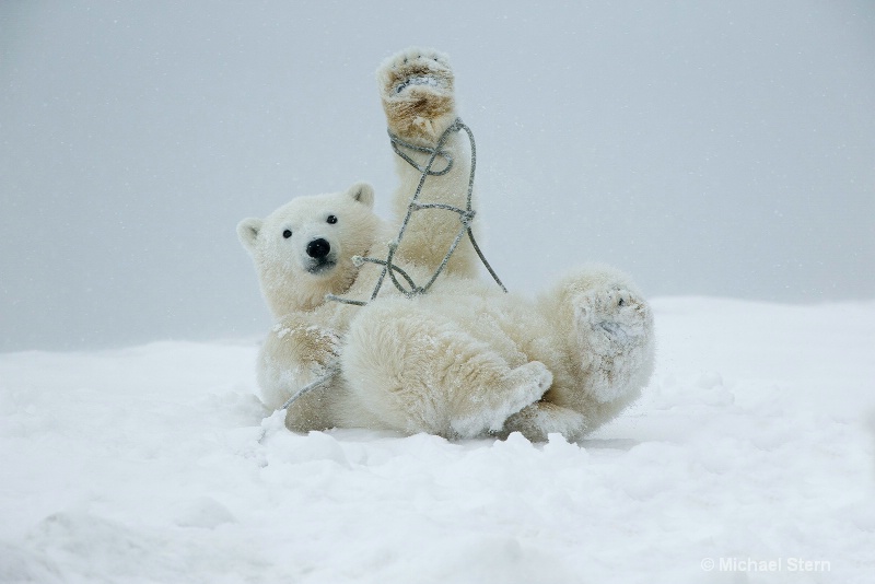 polar-bear-playing-with-rope-1-web-site-october092
