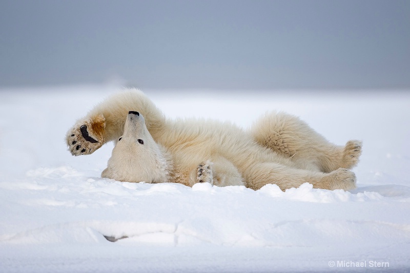 polar-bear-cub-leg-over-extra-cf-card-kaktovikocto