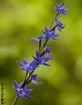 Scented sun orchi...
