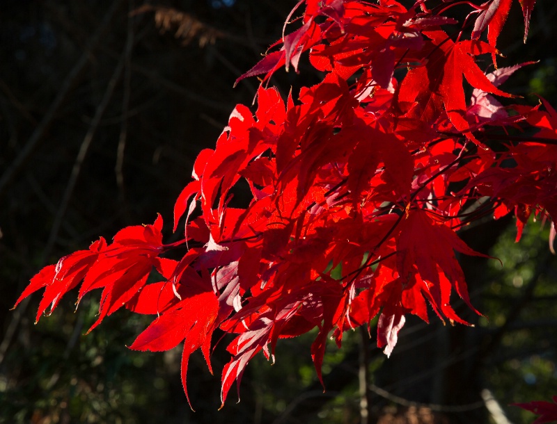 Red Leaves -293