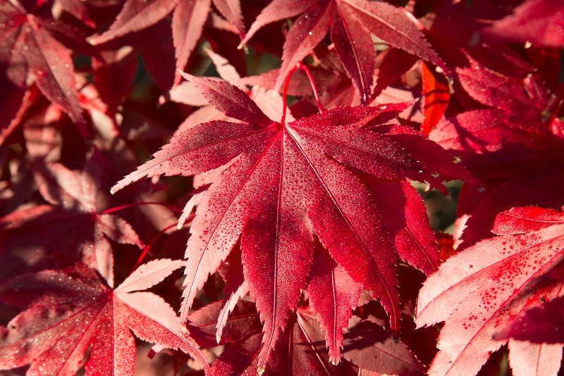 Red Leaves - 295