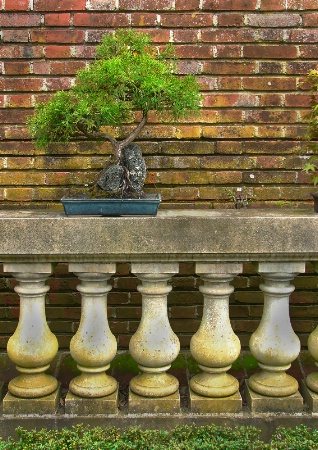 Filoli Bonsai