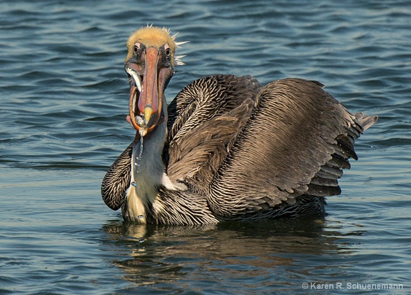 Pelican Mouthful