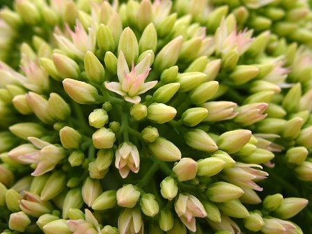 Sedum 