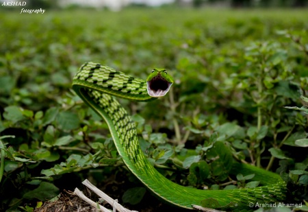 green vine snake