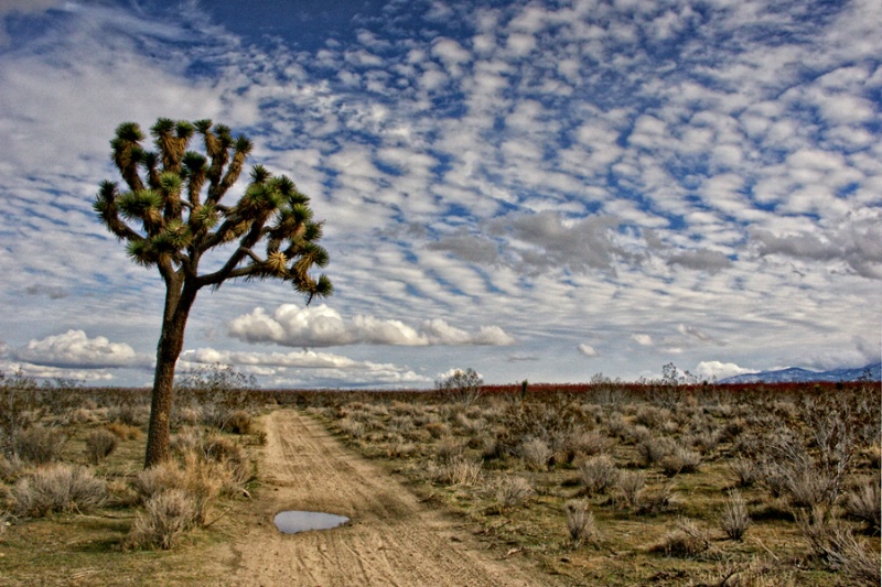 Mojave Clouds