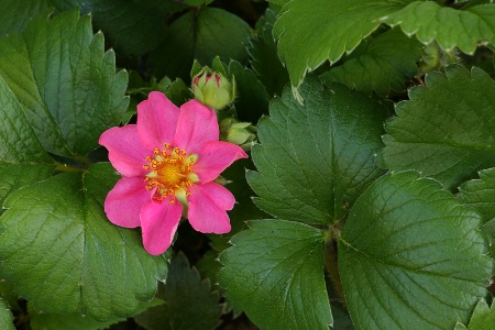 Pink strawberry flower