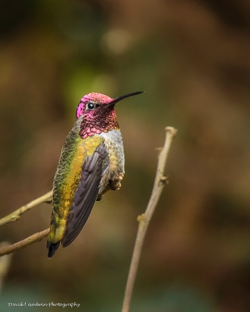 Male Hummingbird 04