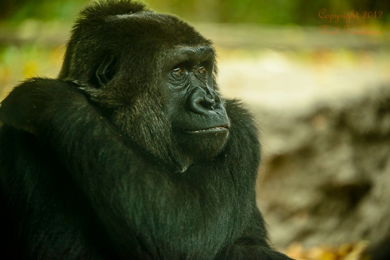 Gorilla Profile