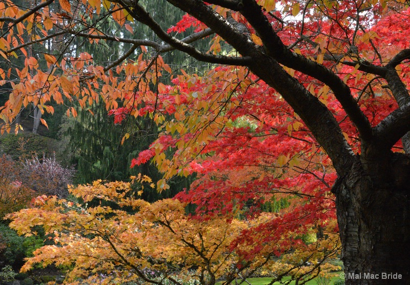 Autumn Colours - ID: 14250827 © Malcolm Mac Bride