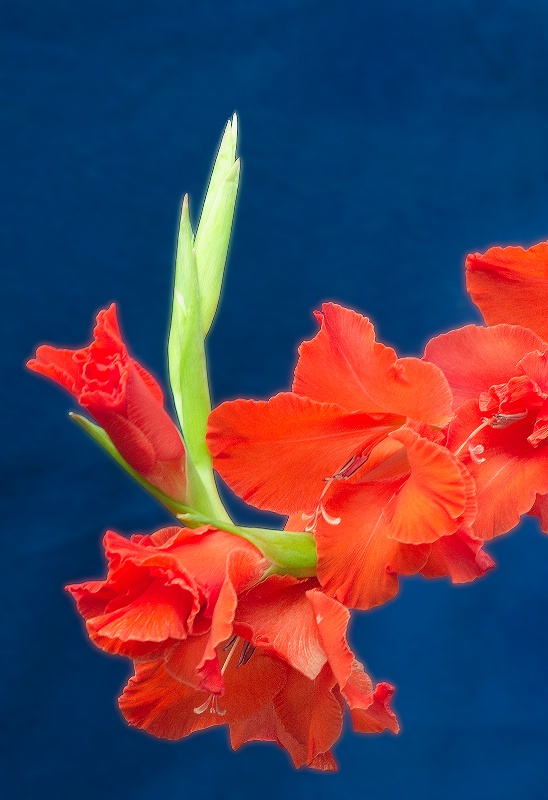Red-Orange Gladiolus