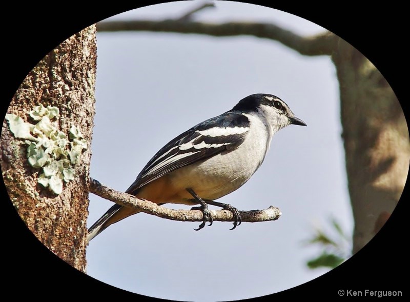 Varied Triller (Lalage leucomela)